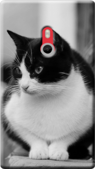 cover personalizzata nokia gatto bianco nero